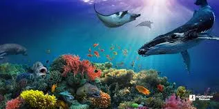 underwater:3u1qizs_9ra= ocean