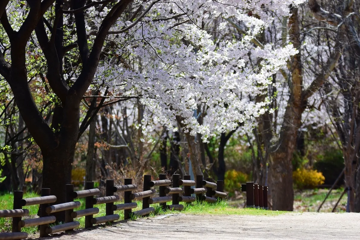 Discovering the Charm in Gwangju