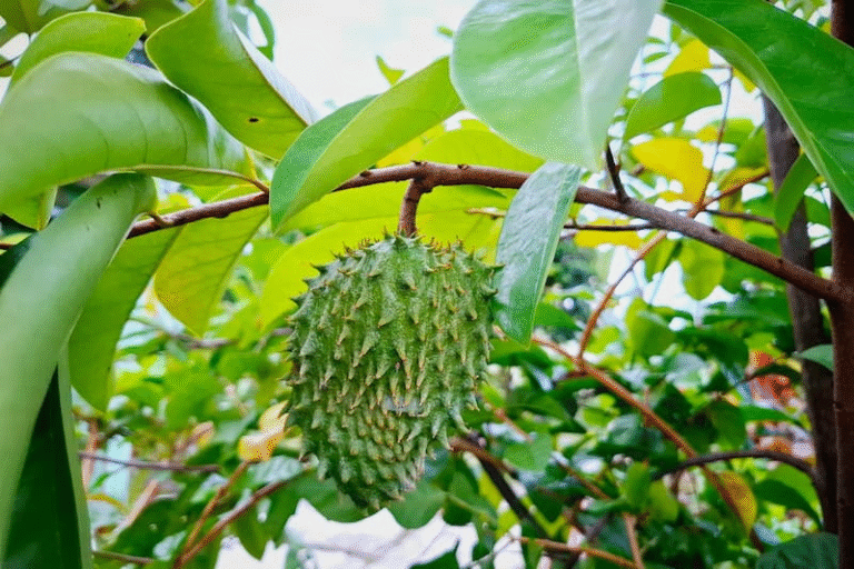 Soursop Bitters: Benefits Uses and Precautions