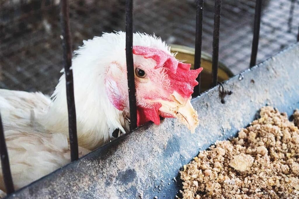Identifying and Treating the Symptoms of Coccidiosis in Poultry