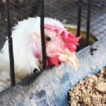 Identifying and Treating the Symptoms of Coccidiosis in Poultry