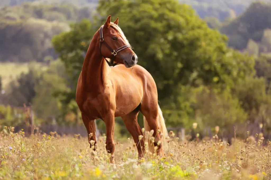 BK Horse: Understanding Owning and Appreciating