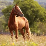 BK Horse: Understanding Owning and Appreciating