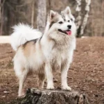 pomerusky